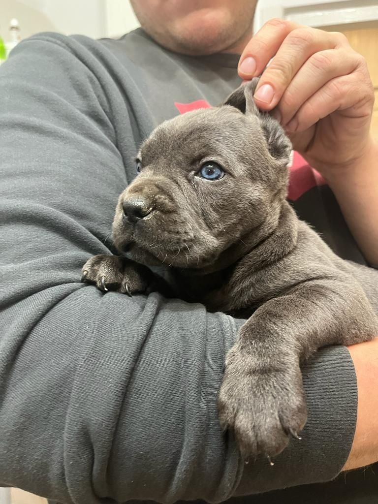 Cane Corso Piękna Suczka