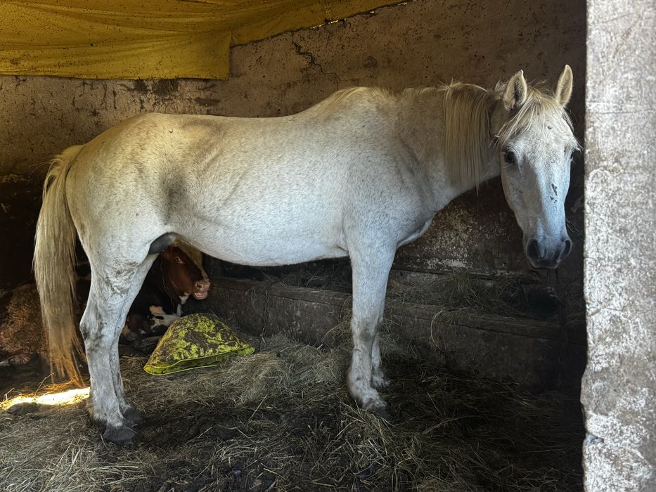 Продам кобилу 18 років