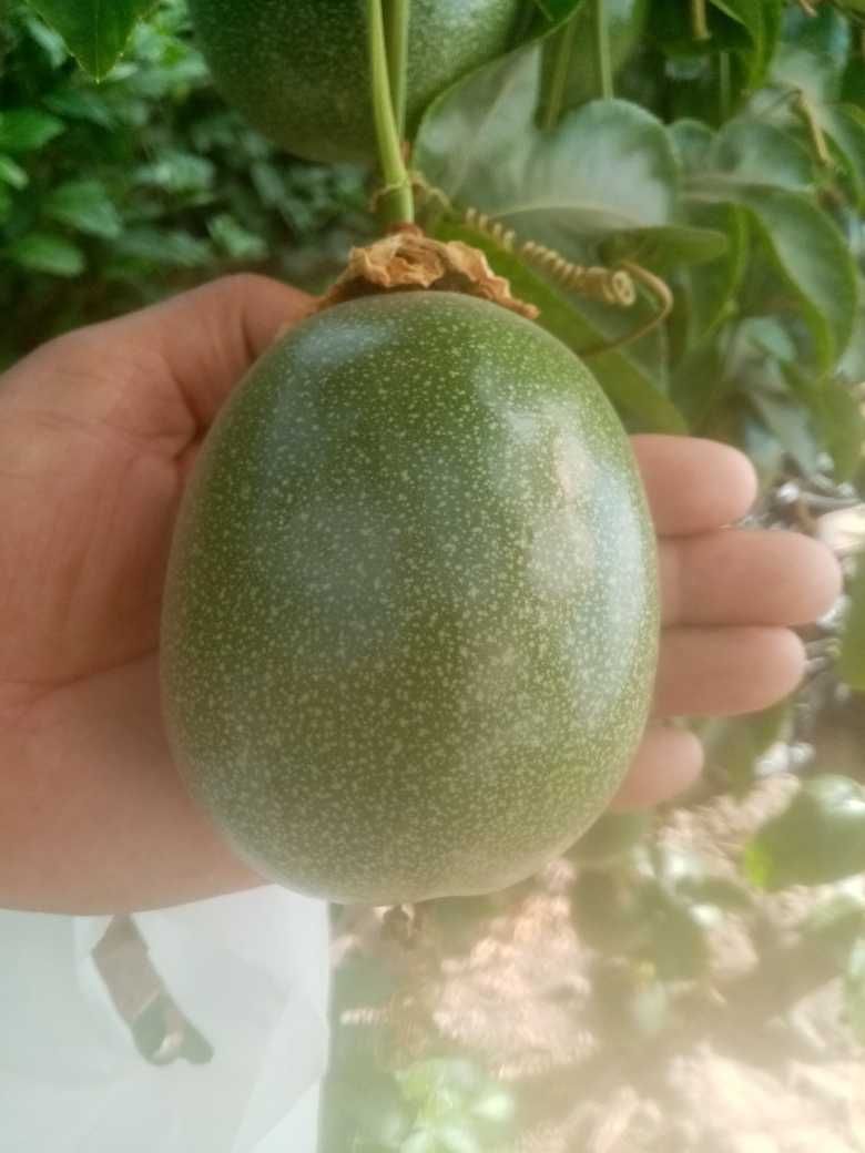 Maracujá gigante  amarelo