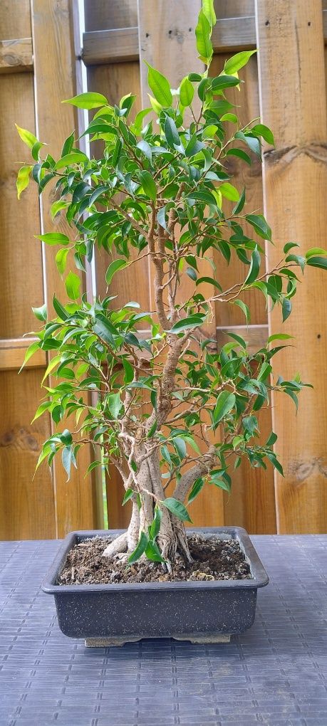 Bonsai ficus benjamin natasja