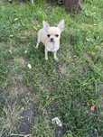 Suczka chihuahua liliowa