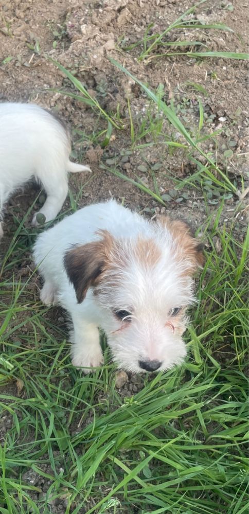 Jack russel terrier espetacular