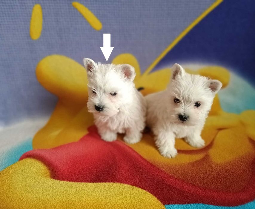 West Highland White Terrier piesek