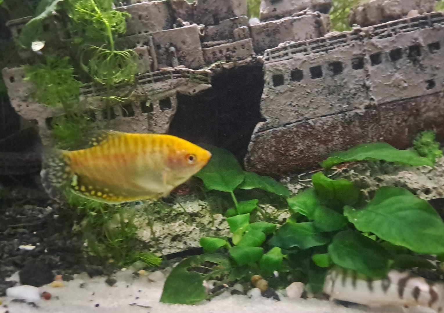 Peixe Gourami Dourado