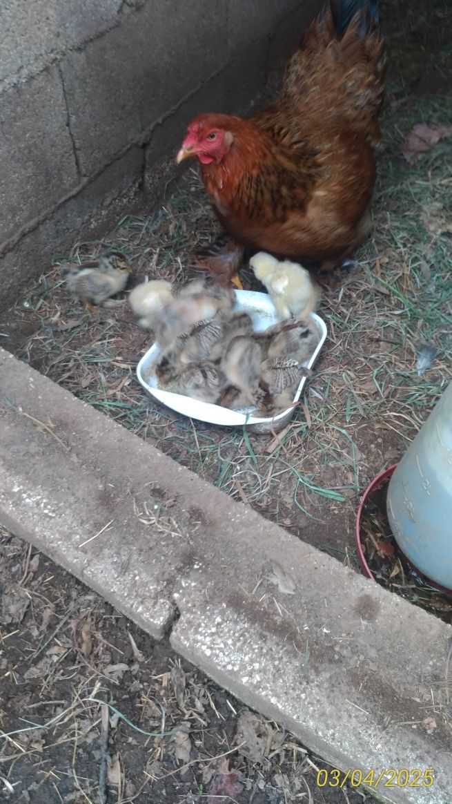 Troco galinha Brahma com 10 pintos já com 1 mês