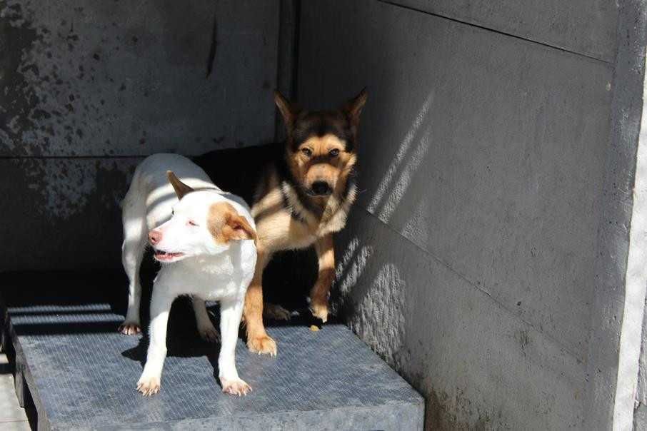 102732 Jacenty do odpowiedzialnej adopcji
