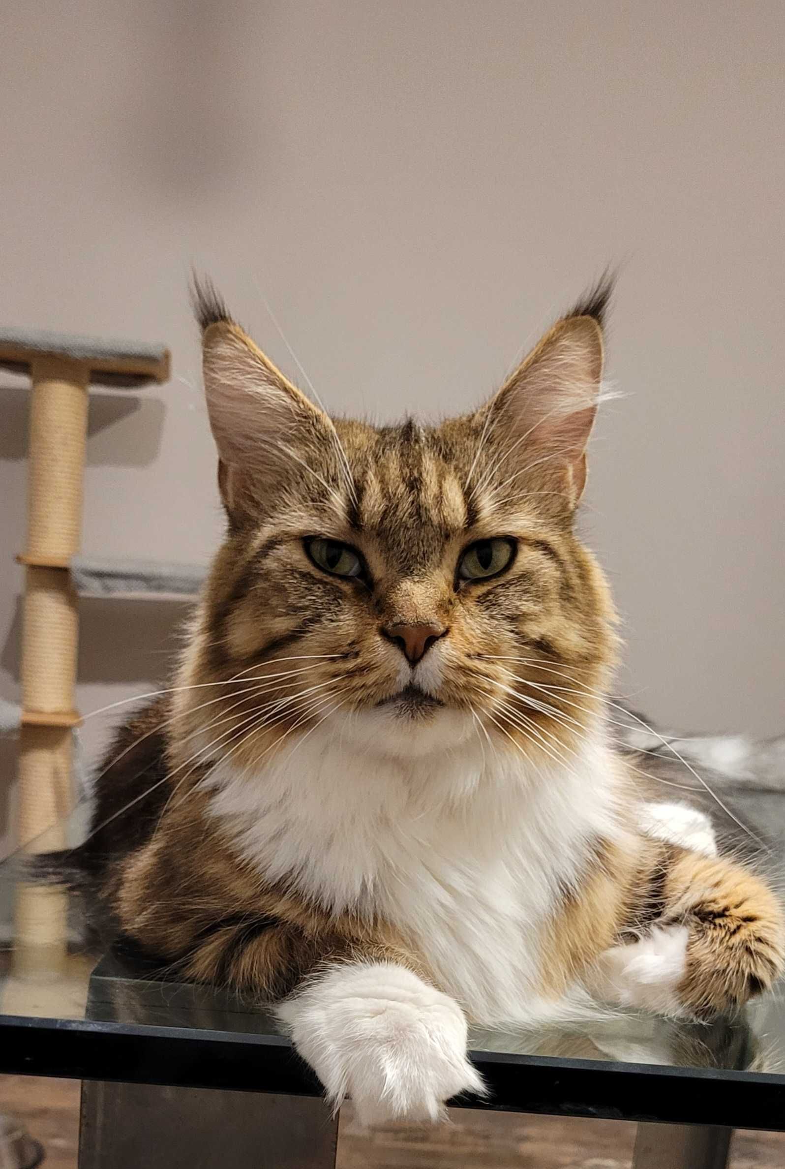 Sprzedam śliczną kotkę Maine Coon