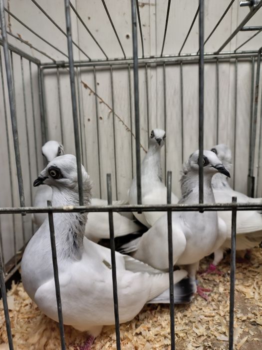 Jasne Łomżyński koroniate