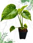 Monstera Electrolight Ø-6cm H-10cm