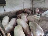 Продам свині живою вагою або тушкою