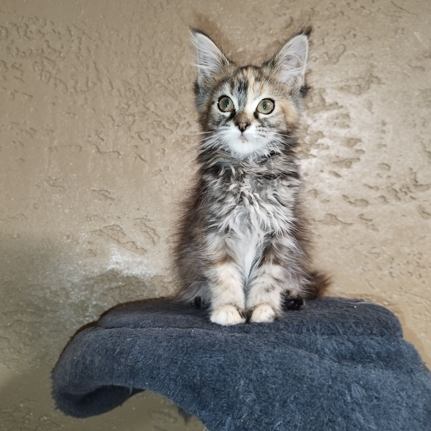 Kotka Maine Coon