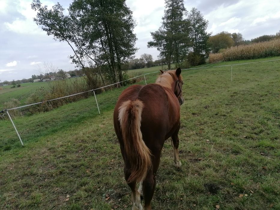 Sprzedam Ogierka zimnokrwistego do dalszego chowu