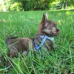 Chihuahua piesek . MERLE czekoladowy