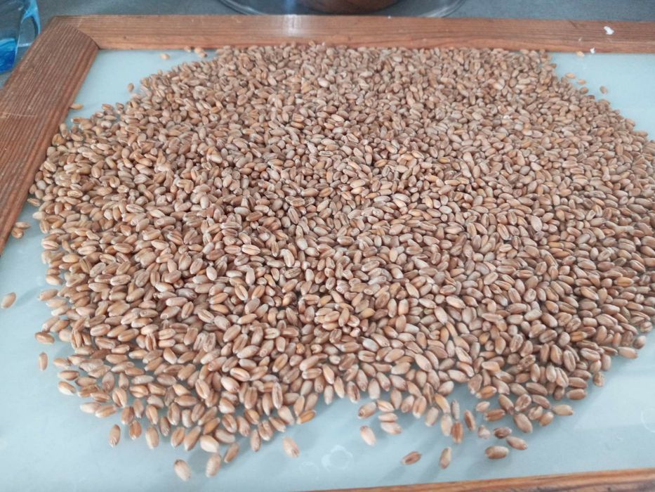 Насіння озимої пшениці Реформ, Леммі, Чірон, Патрас, Спенсор, Шірокко