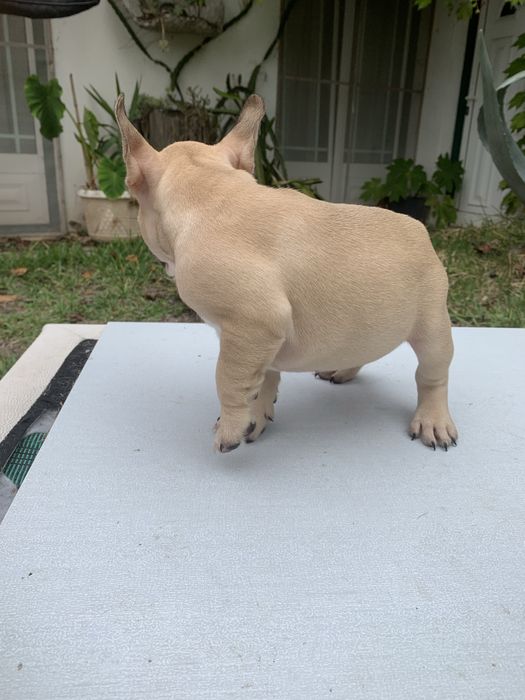 Bulldog francês bebé
