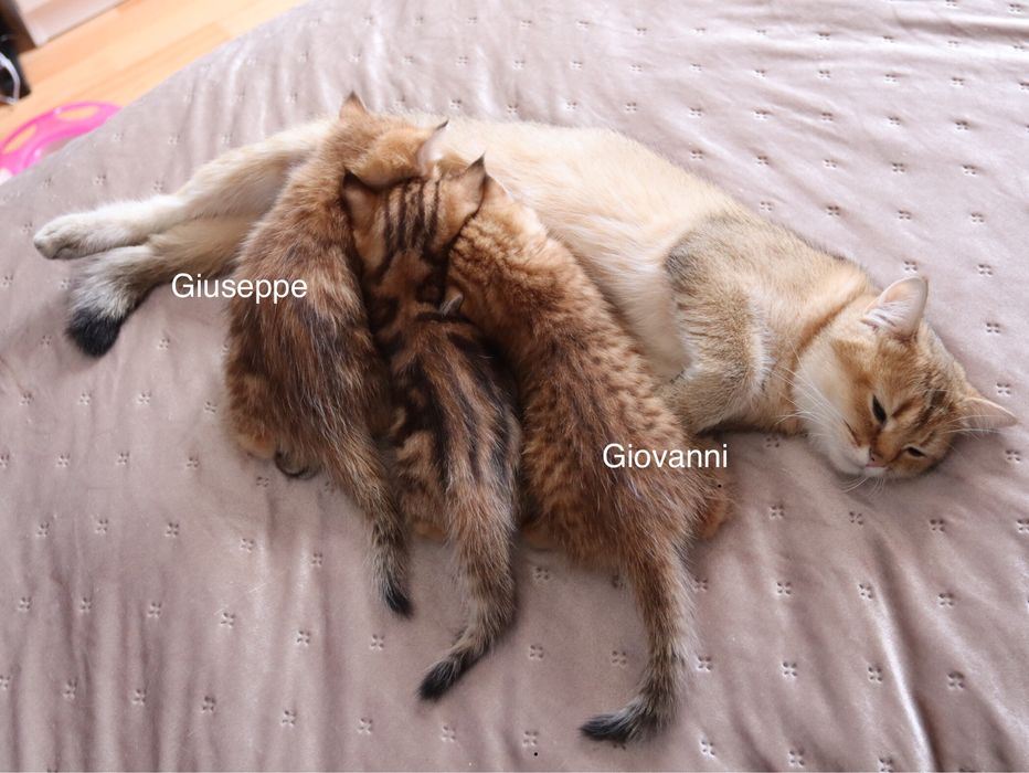 Британські золоті шиншили —  супер хлопчики!