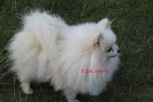 Dorosła suczka pomeranian