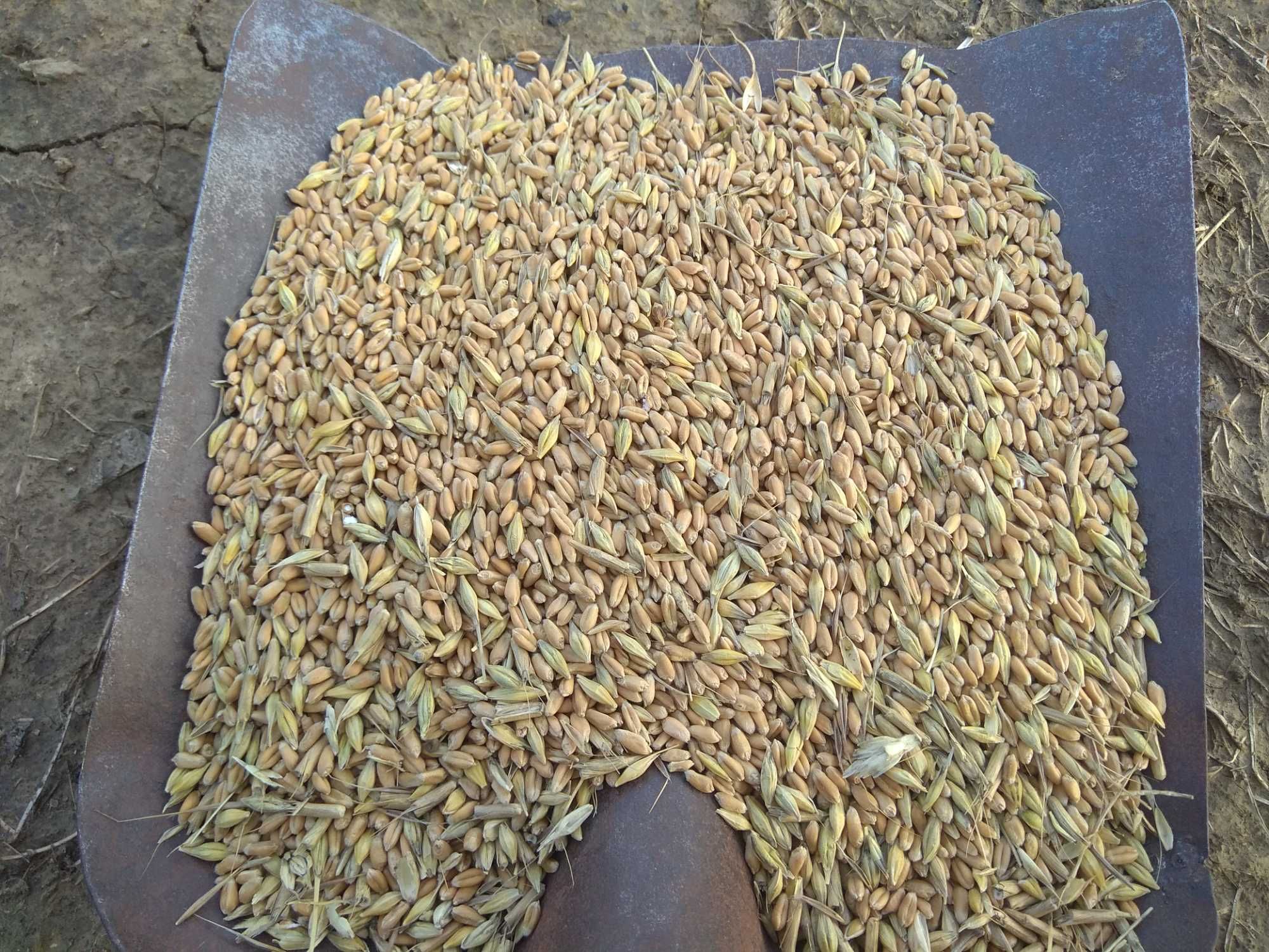 пшеница, фураж зерно 2023 г