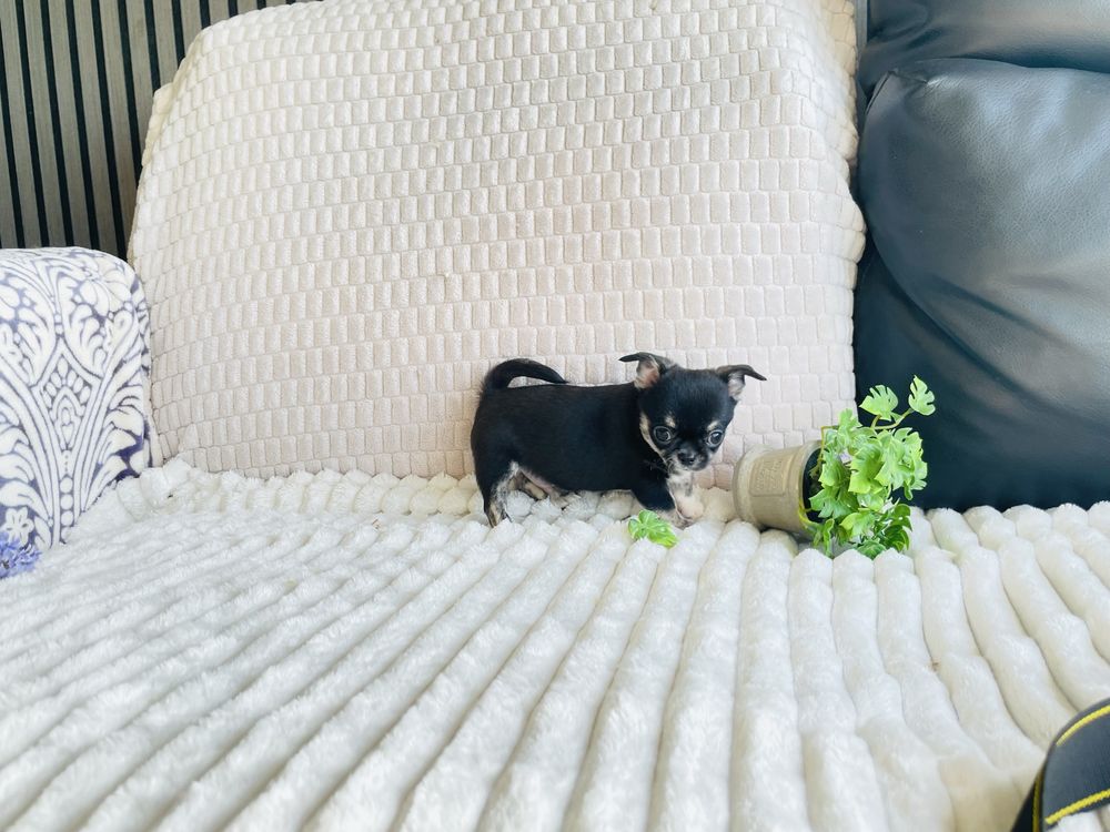 Chihuahua Russo macho miniatura black tan tricolor