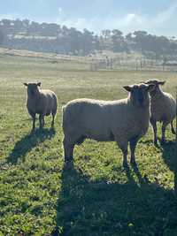 Vendo machos da raça Mouton Vendéen.