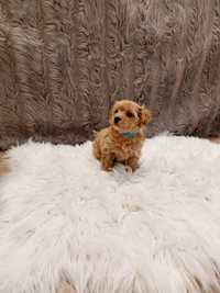 Piesek maltipoo F1 xs ZAREZERWOWANY