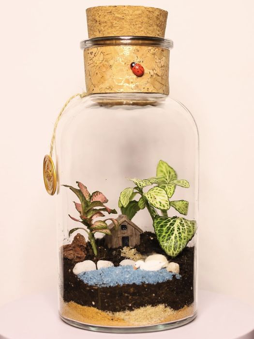 Terrários - plantas interiores