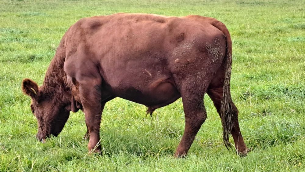 Buhaj Angus Czerwony Dofinansowanie ARIMR do końca listopada