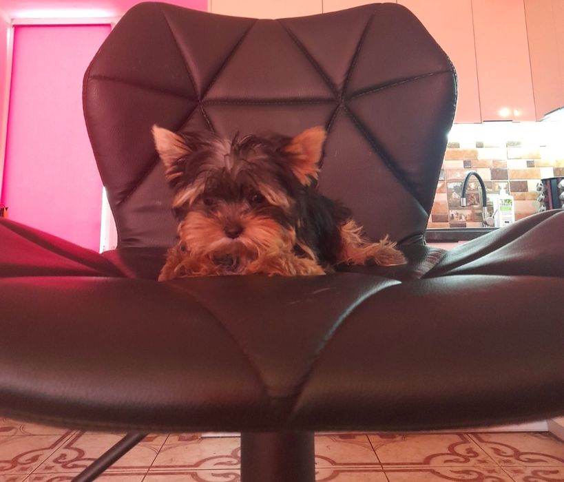 Мини привита Одесса