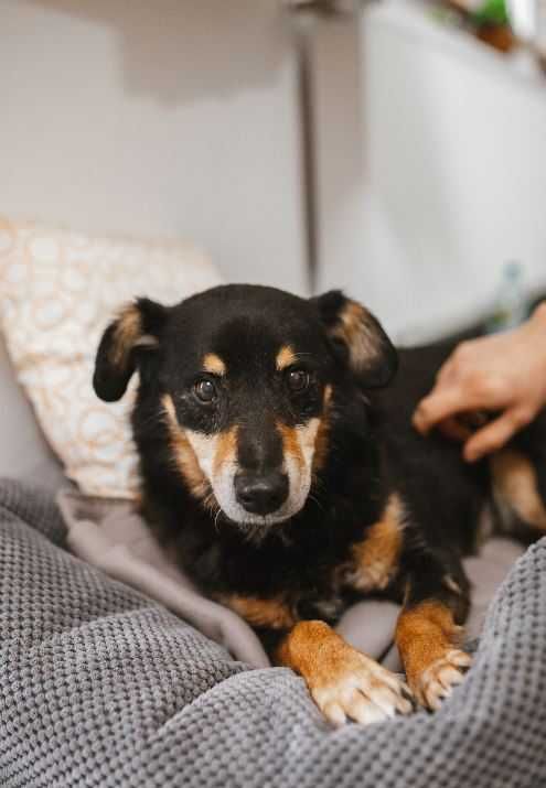 Spokojny i lekko nieśmiały Irysek poleca się do adopcji!!!