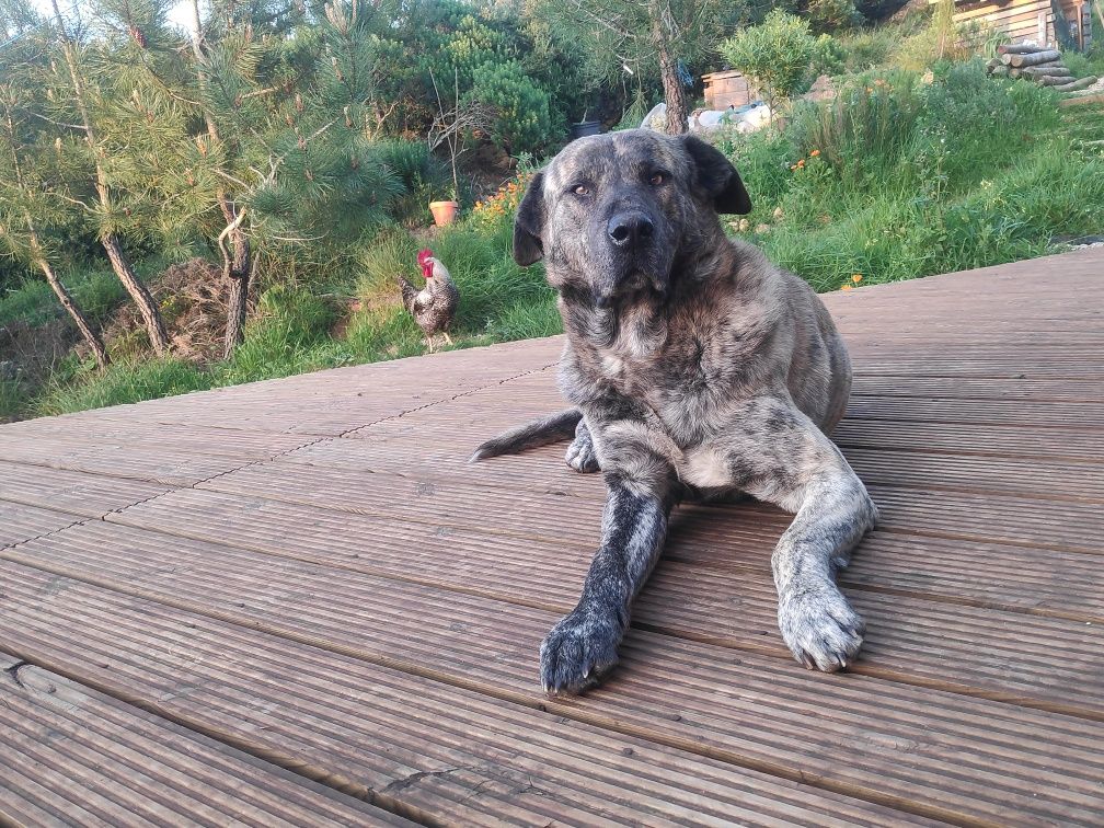 Fila de São Miguel para adopção