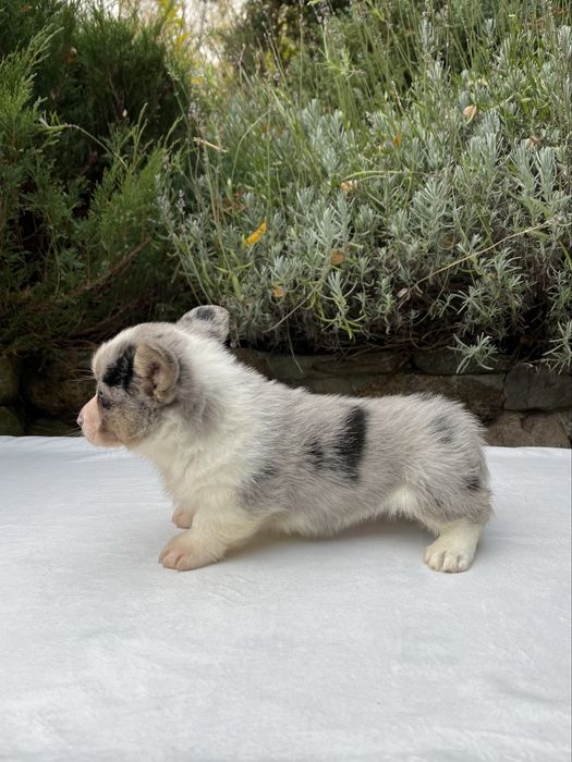 Welsh Corgi Cardigan - piesek Blue Merle
