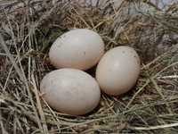 Інкубаційні яйця мускусної качки
