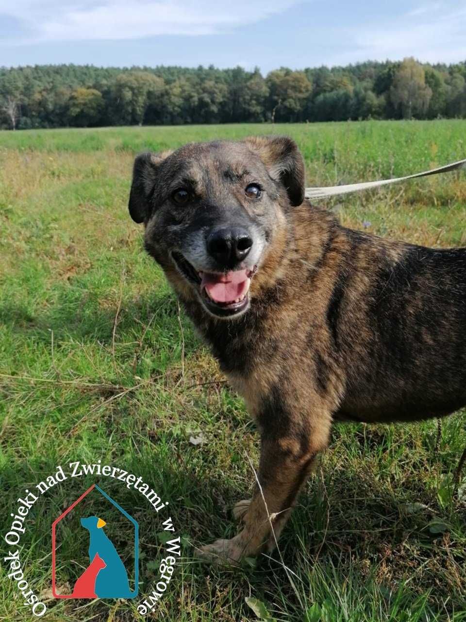 ORBIT  szuka domu! Już długo jest w schronisku. Adoptuj!