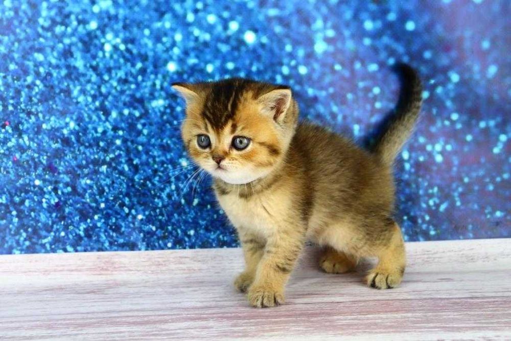 Хлопчик прямовушка. Є така саме дівчинка