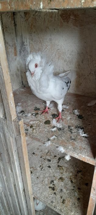 Sprzedam gołębie rasowe