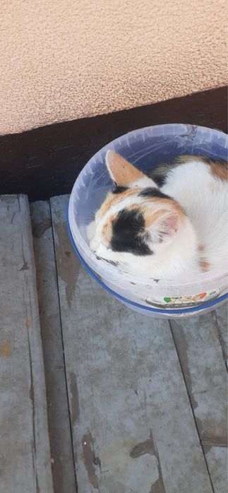 Віддам котят в гарні руки