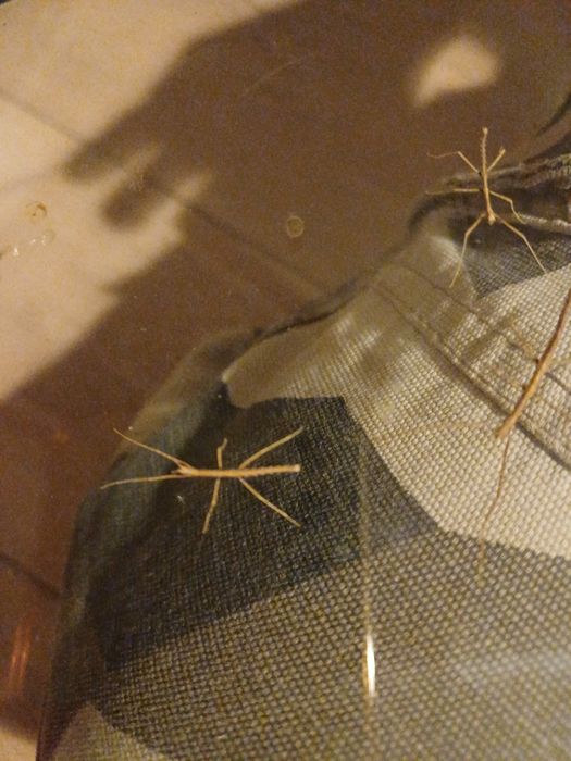 Witam.Sprzedam małe patyczaki.Wylinka.