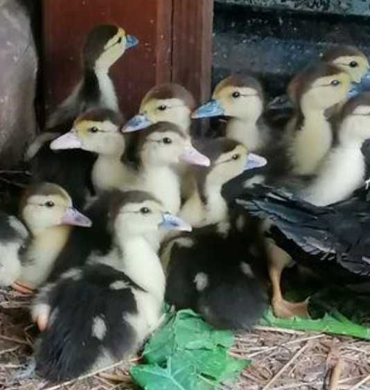 gansos perus Patos