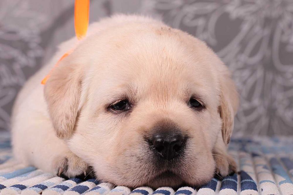 Породные палевые щенки лабрадора. Питомник