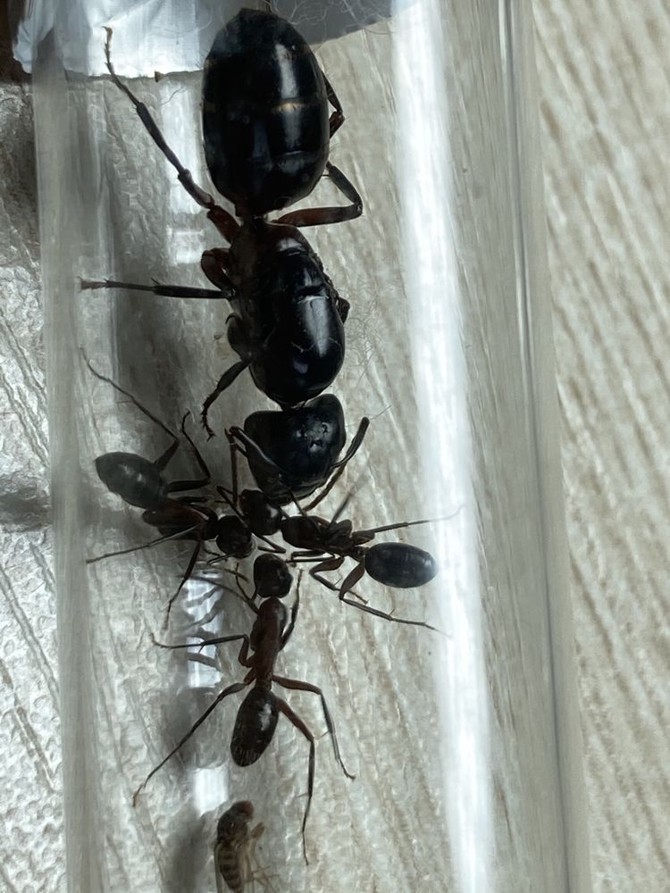 Camponotus ligniperda