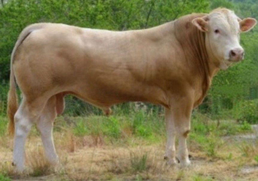 Jałówki LIMOUSIN   - Cielne