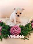Chihuahua długowłosa dziewczynka ZKwP FCI