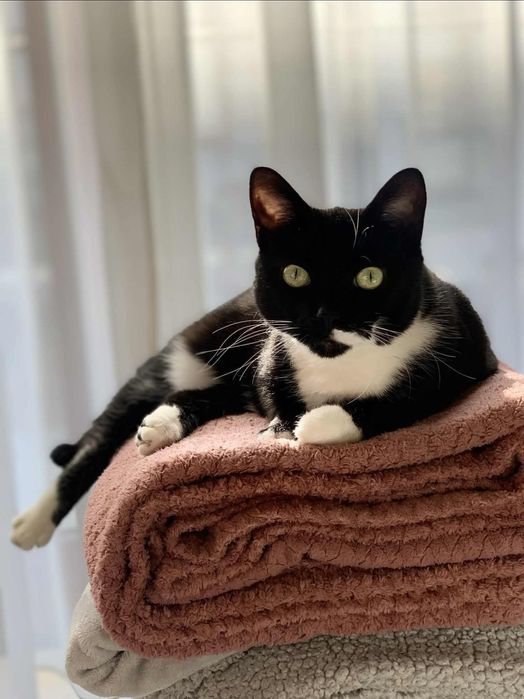 Zagineła Kotka pod Warszawą