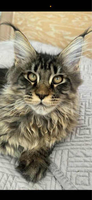 Kocurek Maine Coon