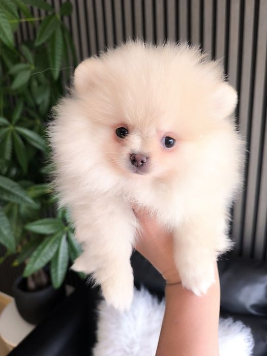 Spitz anão.Lulu da Pomerânia. Menino  Mini . Laranja