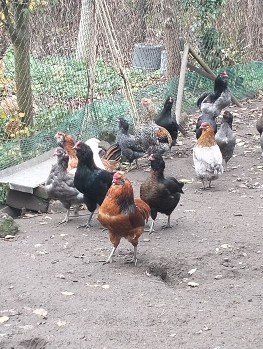 Kogut araukana sprzedam lub wymienię