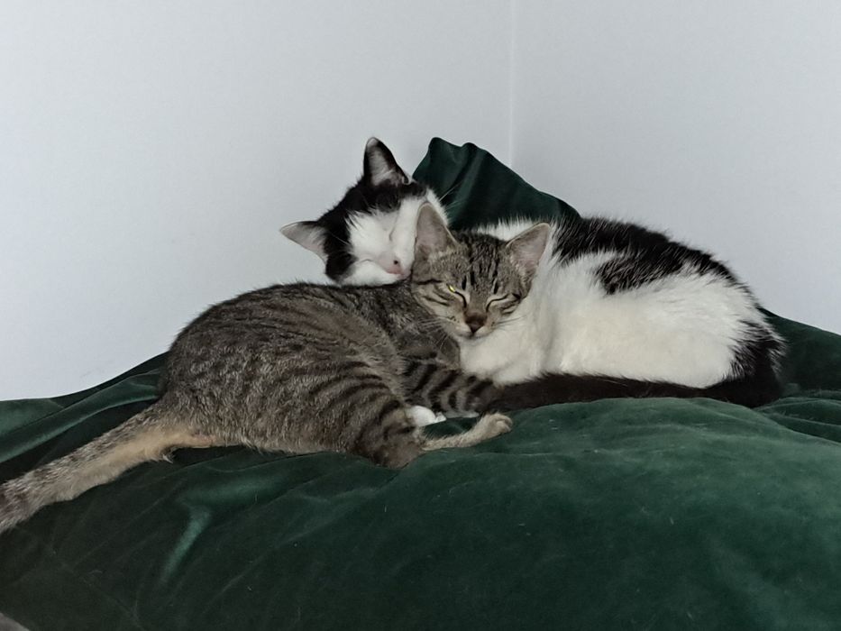 Pyza- bura, mała 5- miesięczna kotka do adopcji