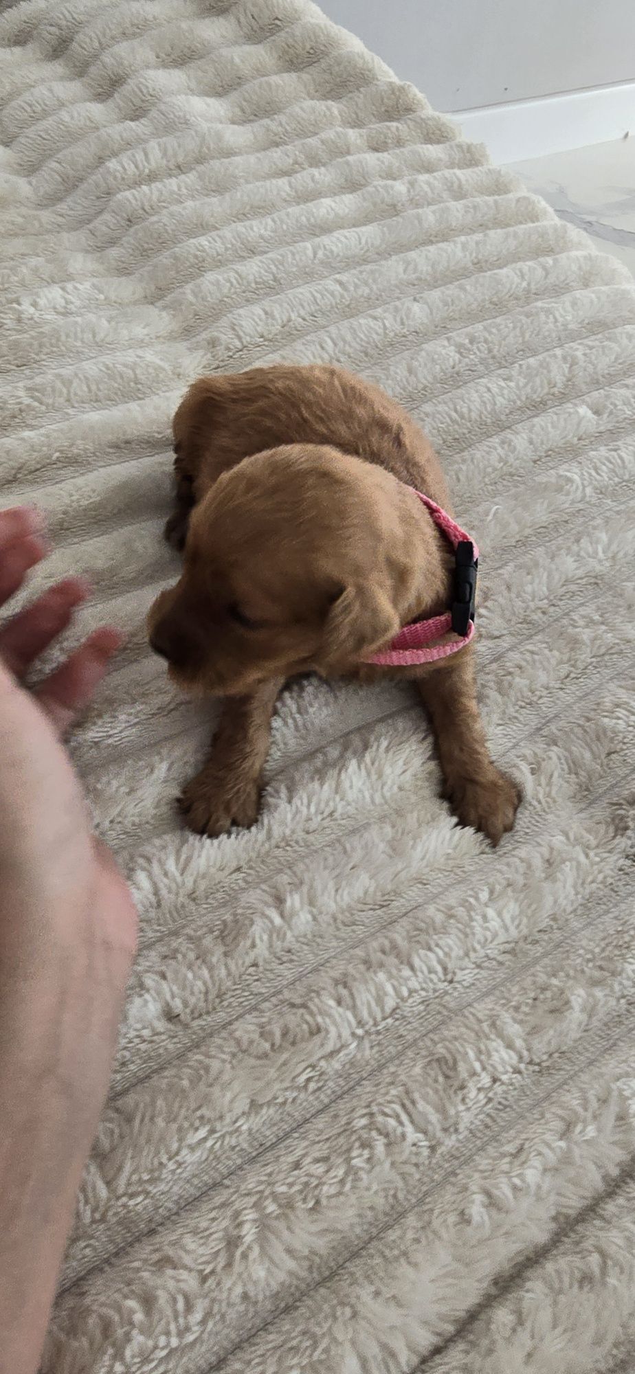 Goldendoodle f1 medium red-brown