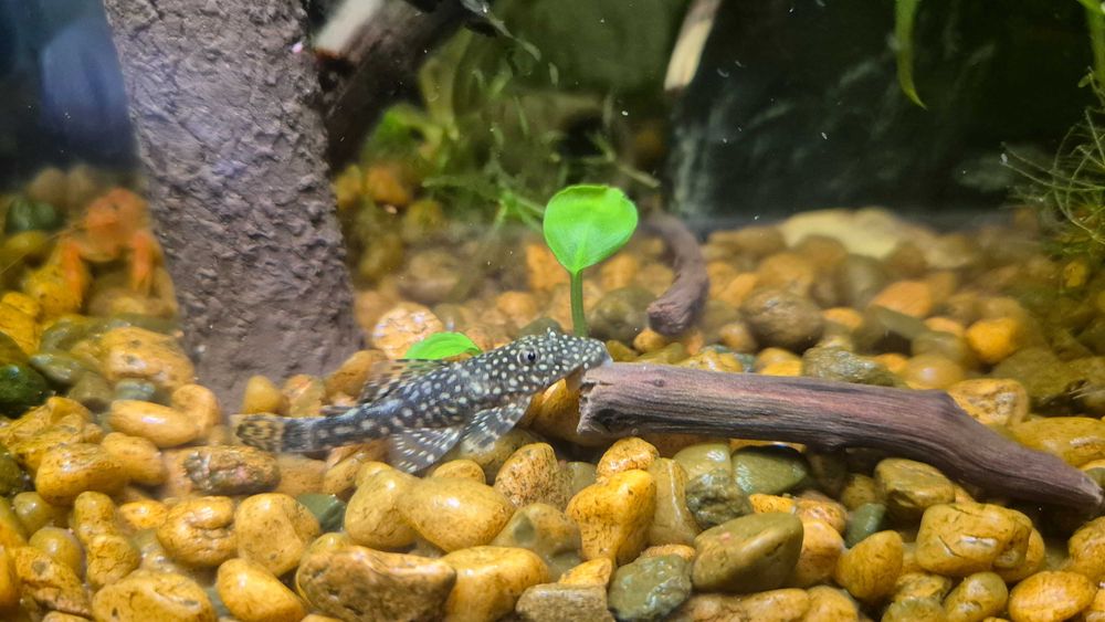 sprzedam glonojady (zbrojnik plamisty) 3 pln / sztuka