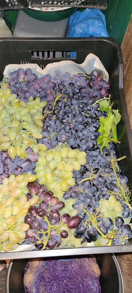 Продам живці столових і технічних сортів винограду